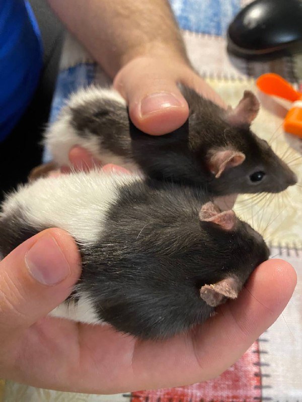 Крысы Пирожок и Огурчик с клеткой 3