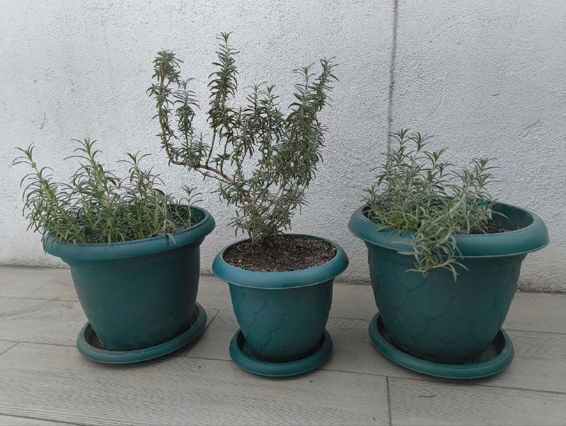 Антистрессовые комнатные розмарины (растения) 2