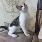 Котенок Космо 6