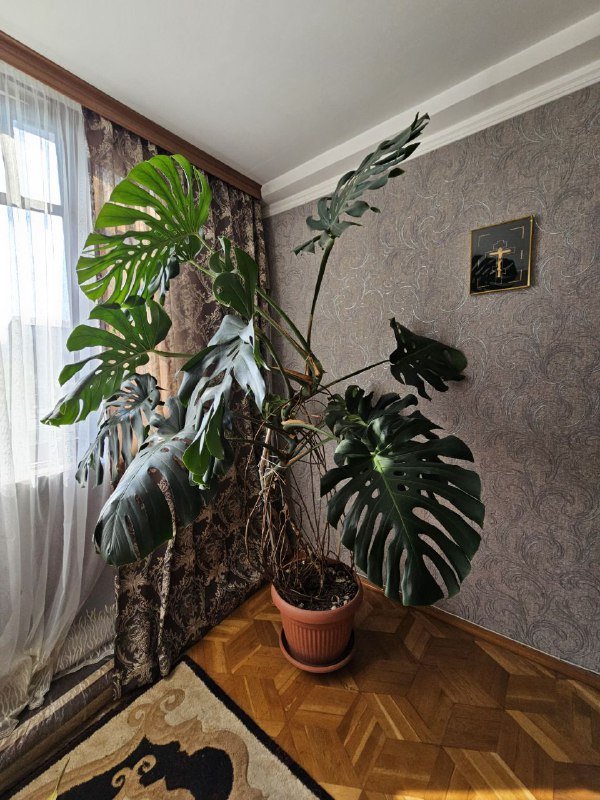 Манстера 15 лет 2