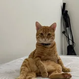 Рыжий кот Оскар, 1 год 4