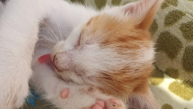 Котенок 1