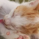Котенок 1