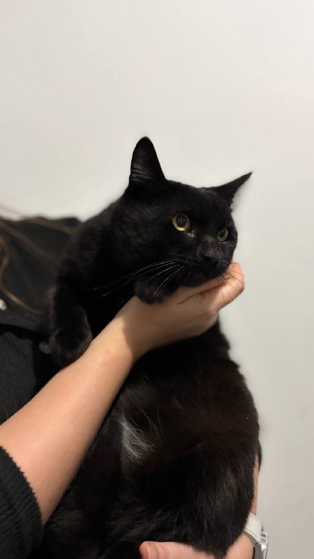 Черный кот Лапенко ищет дом