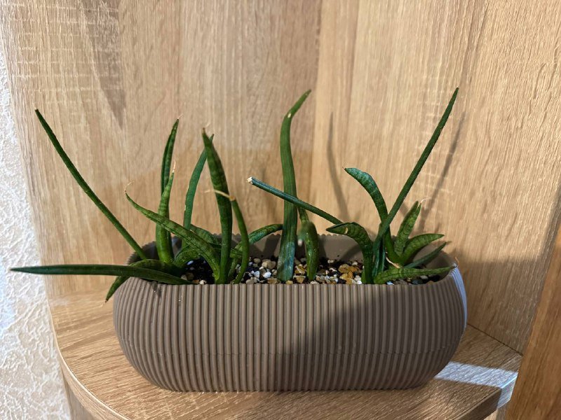 Суккулент, керамическая тарелочка, магнитная доска, плечики бархатные и металлические