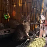 Котенок Луми 6