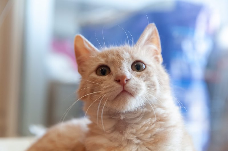 Котёнок ищет дом 3