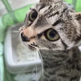 Котенок, 4 месяца 2