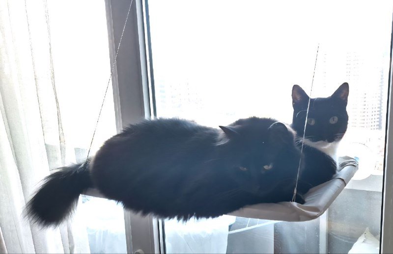 Гамак для кошек с присосками 2