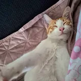 Кот Чипс ищет дом 2