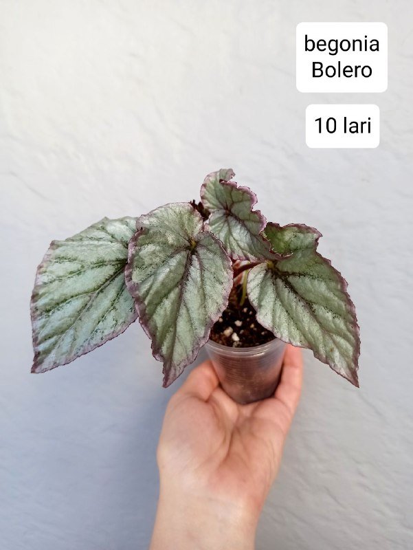 Хои и бегонии в горшках 6