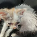 Котята 1