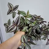 Комнатные растения 6