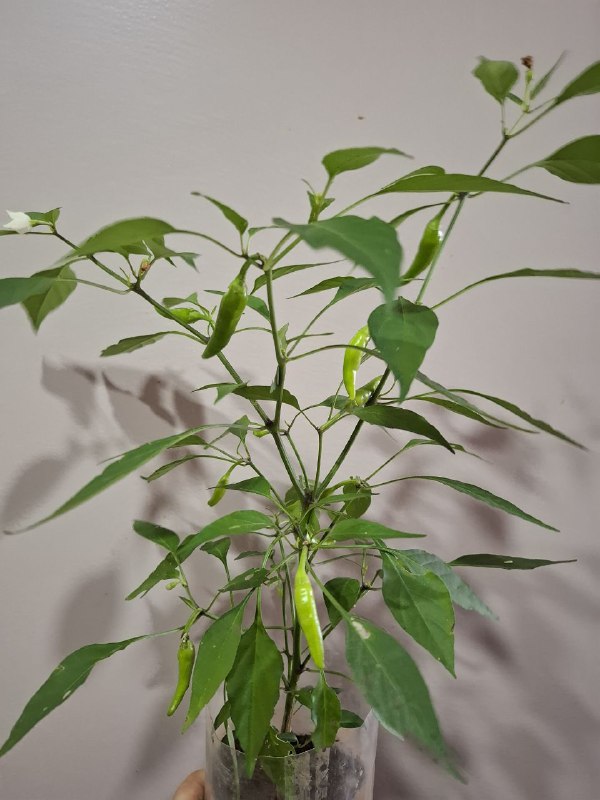 Суккуленты, перец огонек, сингониумы, монстера, рафидофора минима 4