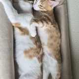 Котята 2