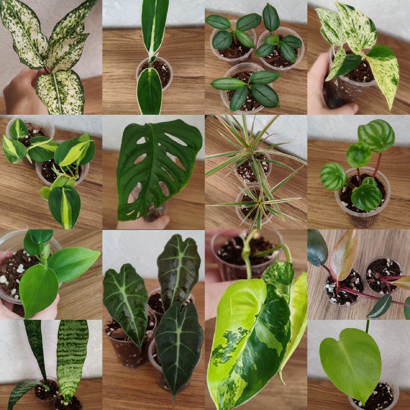 Комнатные растения