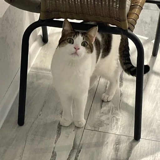 Котик