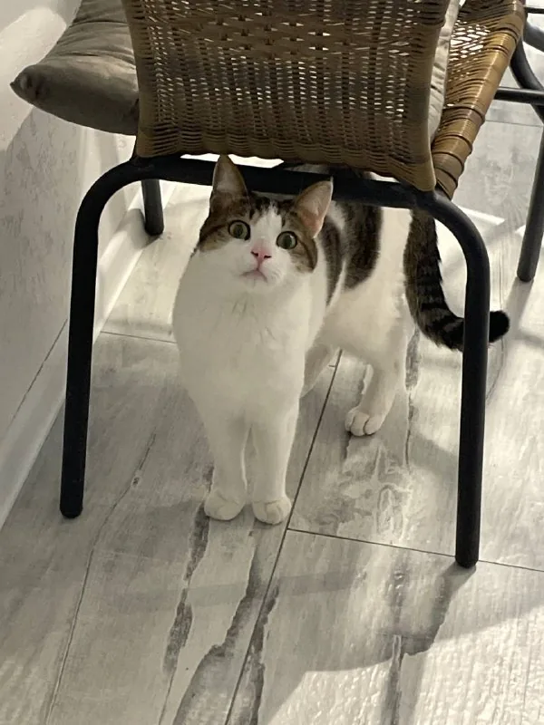Котик 1