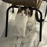 Котик 1