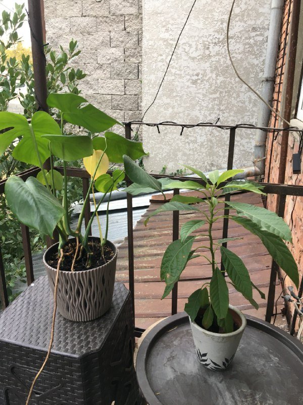 Монстера, Авокадо, Аптения