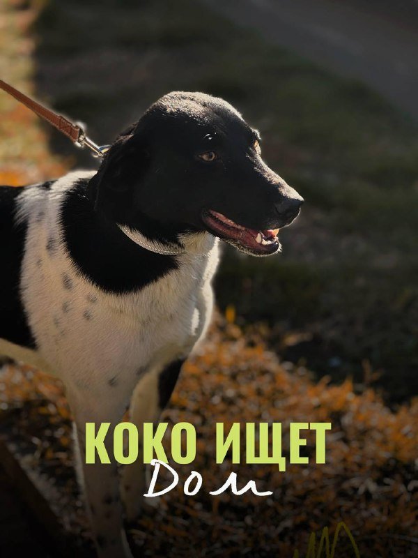 Собака Коко ищет дом
