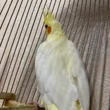 Попугай с клеткой и кормом 1
