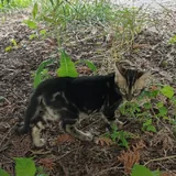 Бенгальский кот 3