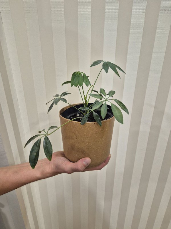 Шеффлера без кашпо 2