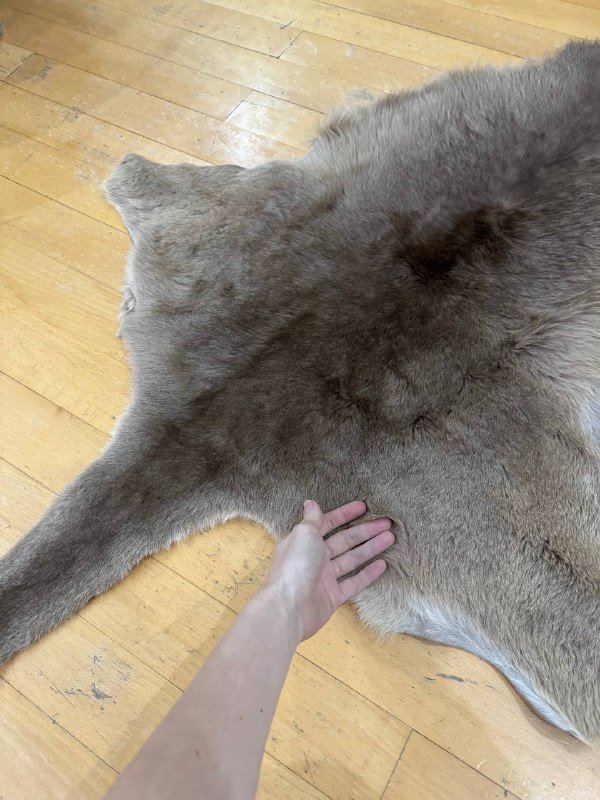 Шкурки кенгуру, 2 штуки 2