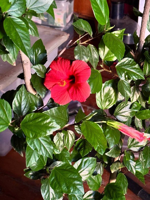 Гибискус в белом горшке