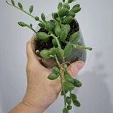 Комнатные растения: монстеры, суккуленты, шеффлера, хлорофитум, аспарагус 5