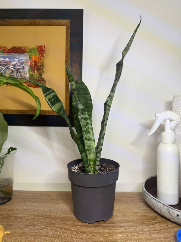 Сансевиерия с горшком 2