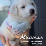 Щенки в добрые руки 7