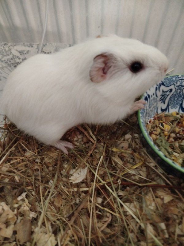 Морские свинки белая девочка, розетка мальчик