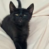 Черный котенок Вуглик ищет семью 2