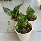 Растения, бегония, суккуленты, хлорофитум 3