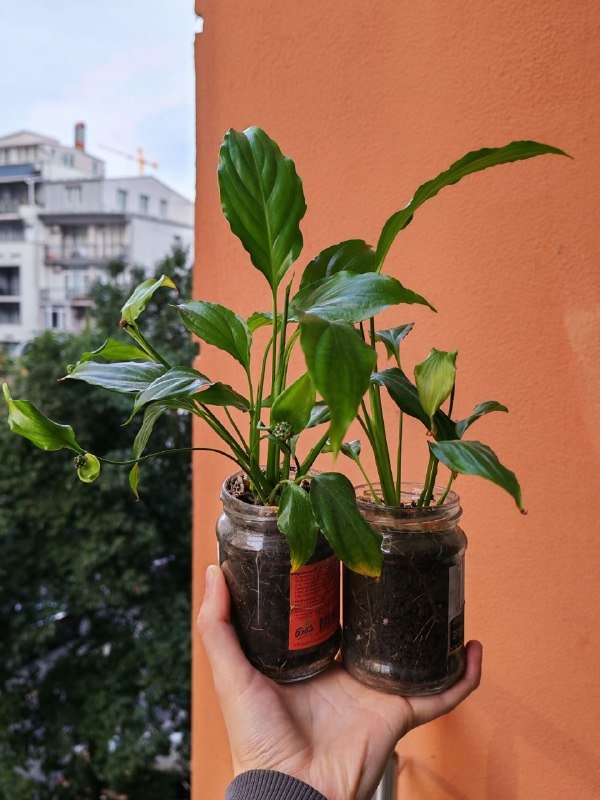 Спатифиллум, Монстера манки, Сингониум