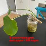 Монстеры, фикусы 5