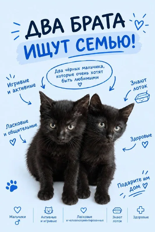 Два черных котенка