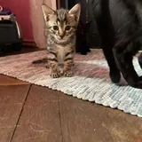 Котята, монстеры, аспарагусы, калатеи 1