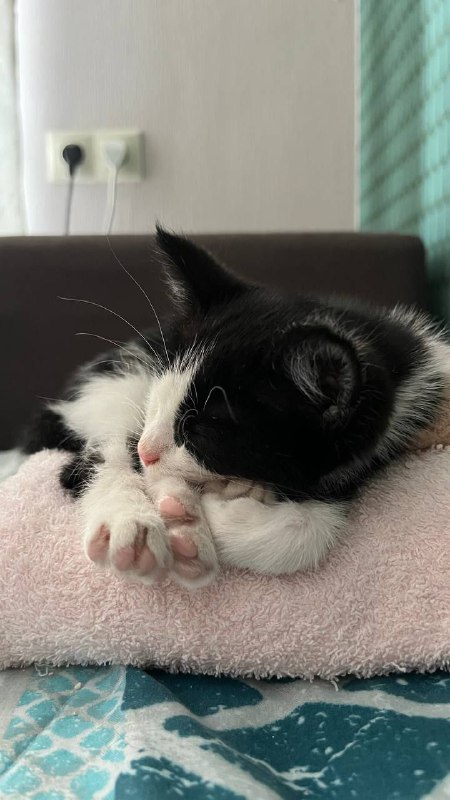 Котёнок Мерседес ищет дом 2