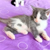 Котята 3
