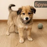 Рикки и Бруно, щенки 2