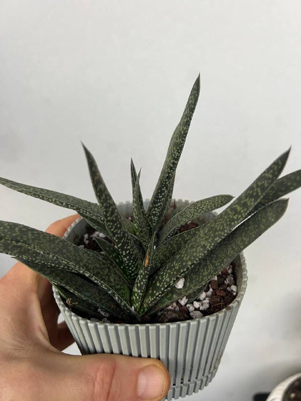 Комнатные растения: хаемантус, гастерия, каланхоэ, алоэ, ктенанта 3