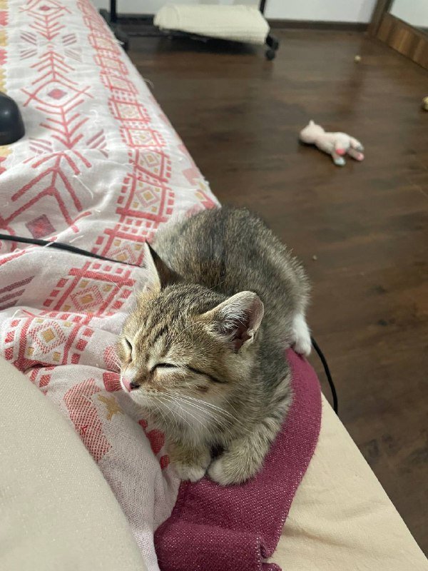 Котята мальчик и девочка