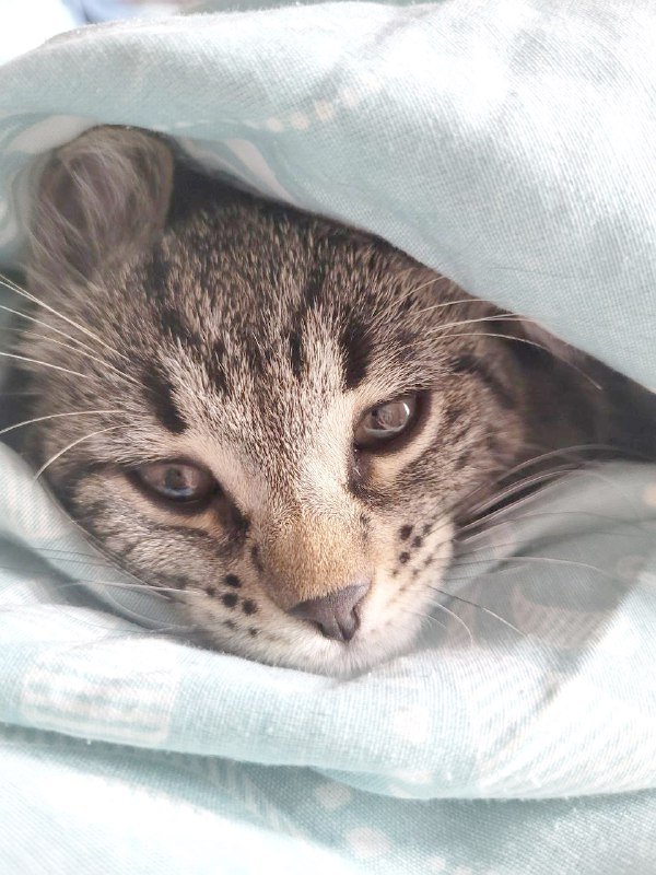 Мини-тигрица котенок ищет дом