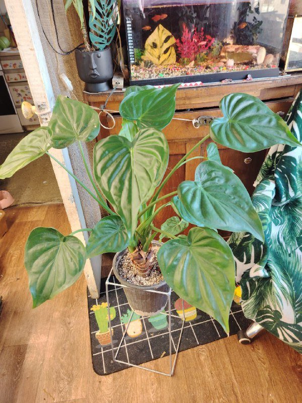 Драцена, алоказия, филодендрон Бразил 2