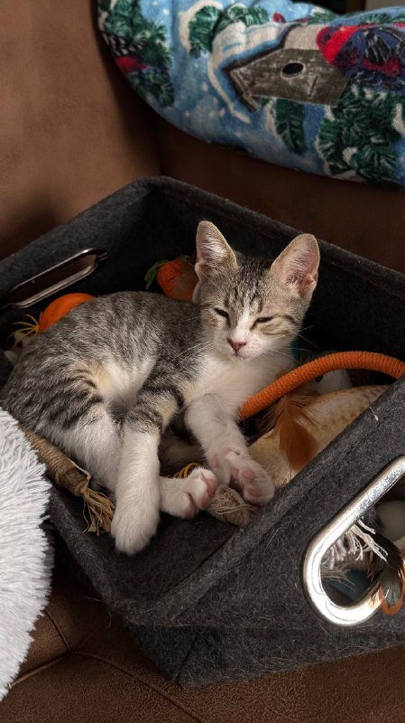 Котенок Чевапи ищет родителей 6