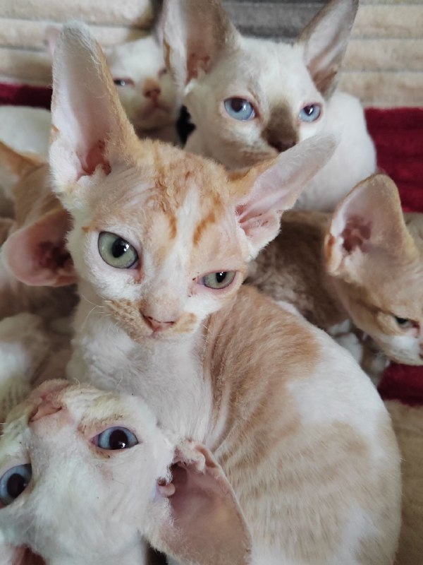 Котята Девон Рекс