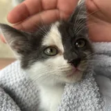 Котенок 2